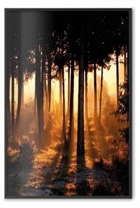 Poster: Bosco miele - paesaggio boschivo con raggi solari al tramonto