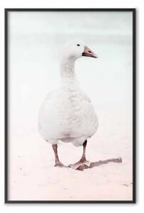 Poster: Anatra invernale - anatra bianca su sabbia invernale
