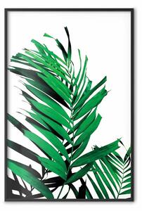 Poster: Foglia succulenta - foglia verde su bianco