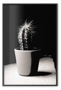 Poster: Cactus scompigliato - fotografia di cactus
