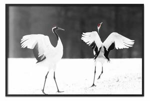 Poster: Gru danzanti - animali alati in bianco e nero