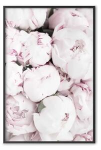 Poster: Inizio estate - paesaggio di campagna con fiori delicatamente rosa