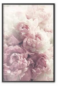 Poster: Peonie delicate - paesaggio di campagna con fiori bianchi e rosa