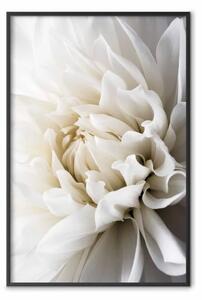 Poster: Dalia bianca - fiore bianco vellutato romantico
