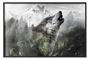 Poster: Lupo ululante - animale selvatico su sfondo boschivo