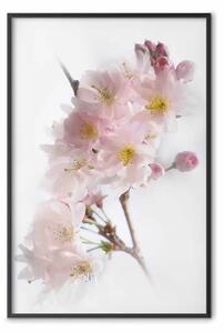 Poster: Primavera in Giappone - rametto con fiori rosa su sfondo bianco chiaro