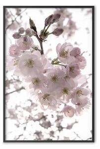 Poster: Fiori ciliegio - albero con fiori rosa su bianco contrastante