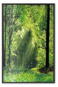 Poster: Rinascita natura - paesaggio verde foresta con raggi solari