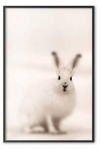 Poster: Lepre - composizione sfumata con animale peloso su sfondo bianco