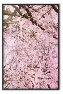 Poster: Albero ciliegie - alberi con foglie rosa chiaro