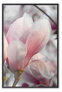 Poster: Anticipo della primavera - pianta primaverile con delicato fiore rosa