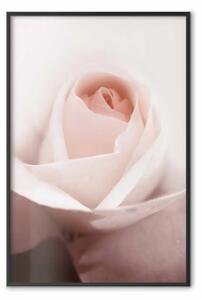 Poster: Livello di sentimenti - rosa primaverile con petali delicatamente rosa