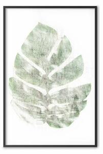 Poster: Schizzo verde - foglia monstera su texture bianca