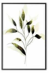 Poster: Rametto d'olivo - pianta con foglie verdi su sfondo bianco chiaro