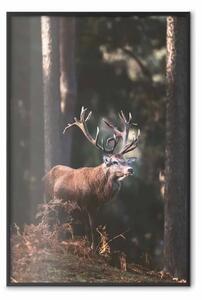 Poster: Dignitario della foresta