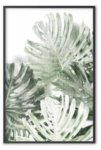 Poster: Verde fresco - foglie monstera verde su sfondo bianco