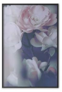 Poster: Rose mattino - composizione primaverile di rose bianche