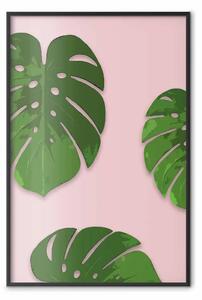 Poster: Frammento di esotismo - foglie tropicali di monstera su sfondo rosa