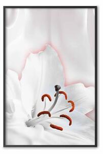 Poster: Sono una donna - fiore di giglio bianco con delicato contrasto rosso