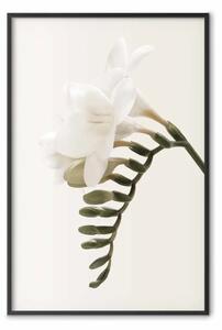 Poster: Pennacchio primaverile - composizione fiori bianchi su beige