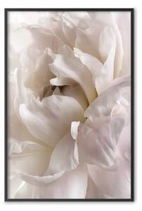 Poster: Distrazione soffice - soffice fiore bianco in una composizione chiara