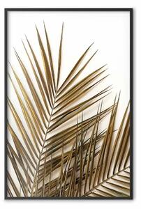 Poster: Palma di cocco - composizione pianta con foglie verdi su bianco