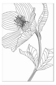 Quadro contemporaneo Fiore abbozzato - contorni in bianco e nero di pianta