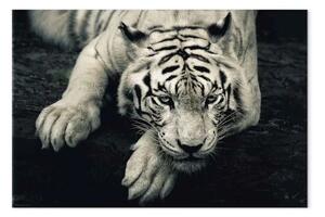 Quadro Tigre tranquilla - grafica in seppia con una tigre sdraiata