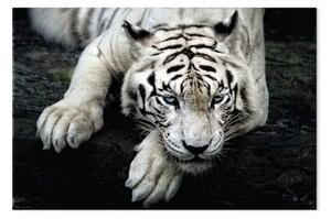 Quadro su tela Sguardo minaccioso largo - primo variante - tigre