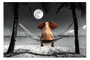 Quadro su tela Elefante sull'amaca largo - elefante fantasia sulla spiaggia