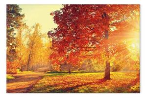 Quadro moderno Pomeriggio autunnale largo - paesaggio dorato degli alberi