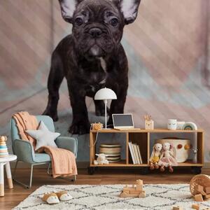Carta da parati moderna Bulldog francese - una foto di un cane su un pavimento di legno