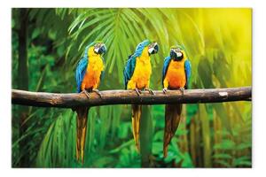 Quadro contemporaneo Trio di pappagalli largo - animali esotici nella giungla