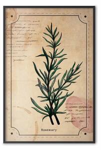 Poster: Sogno dell'erborista - composizione con pianta verde in stile vintage