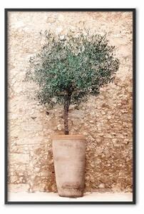 Poster: Verde toscano - composizione estiva con pianta verde in vaso