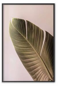 Poster: Atmosfera bananosa - foglia tropicale di banano su sfondo rosa