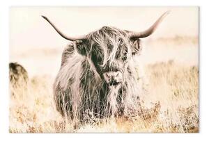 Quadro moderno Gigante Scozzese orizzontale - Paesaggio con animale
