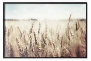 Poster: Campo d'oro