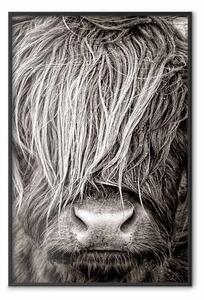 Poster: Faccia a faccia con la natura - ritratto di animale in bianco e nero