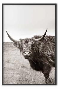Poster: Eterno - animale con lunghi capelli su sfondo di campo e cielo chiaro