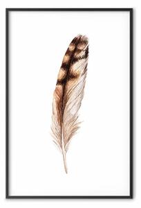 Poster: Piuma magica - piuma marrone di uccello su sfondo bianco contrastante