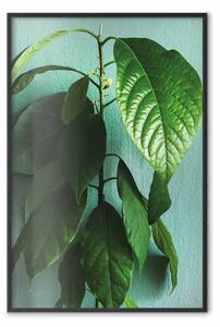 Poster: Avocado - pianta alta con foglie verdi su sfondo di parete turchese