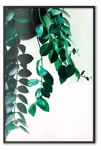 Poster: Corallo naturale - pianta con foglie naturali su sfondo contrastante