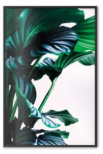Poster: Foglie elastiche - pianta con foglie verdi su sfondo contrastante