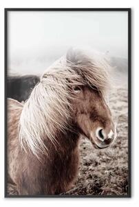 Poster: Controvento - cavallo marrone su sfondo di campo nebbioso