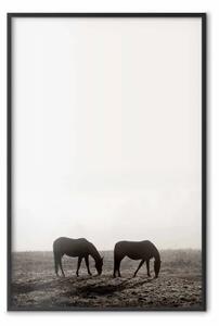 Poster: Sosta mattutina - cavalli in campo con cielo chiaro