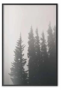 Poster: Profumo nebbia boschiva - alberi di abete nella nebbia
