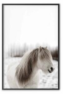 Poster: Criniera cavallo - cavallo bianco, crini su bosco