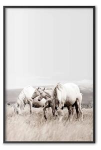 Poster: Cavalli bianchi - animali al pascolo in autunno