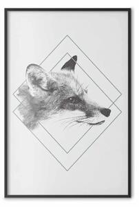 Poster: Volpe astuta - ritratto di animale su sfondo uniforme